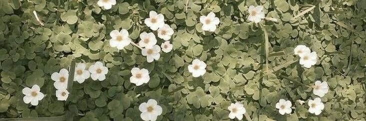 domo_aleisha's profile banner image