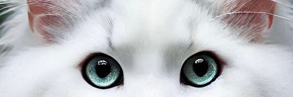 MFaouen Profile Banner