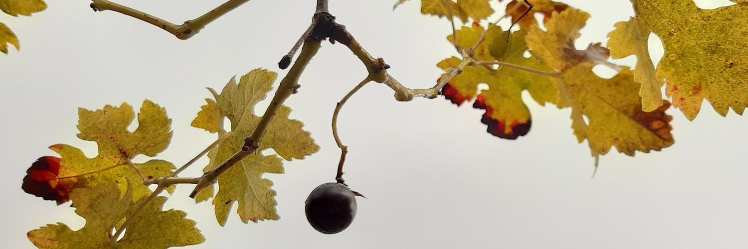 200uvas banner