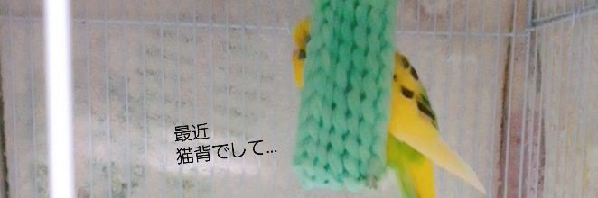 cherrycheese36's profile banner image