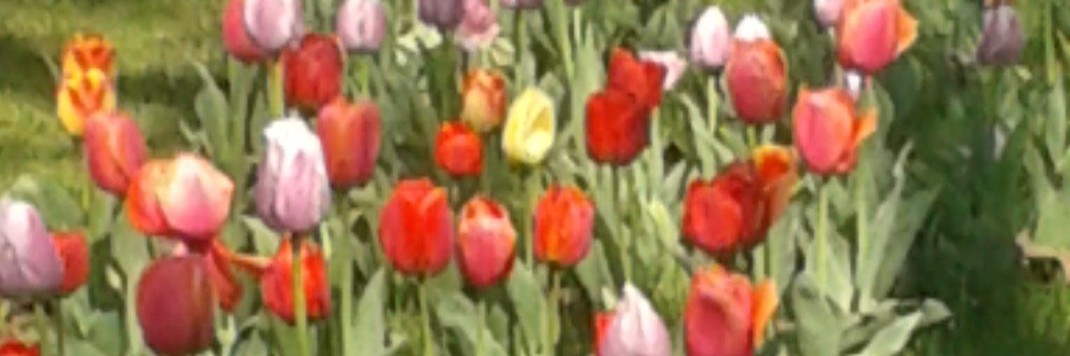 mariajose banner