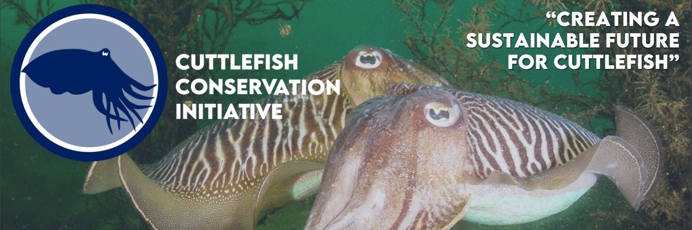 Cuttlefish Conservation Initiative - CCI banner