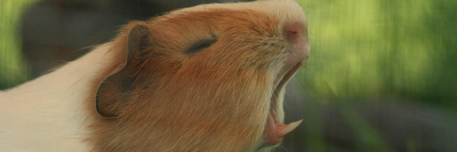 IlseGoede's profile banner image