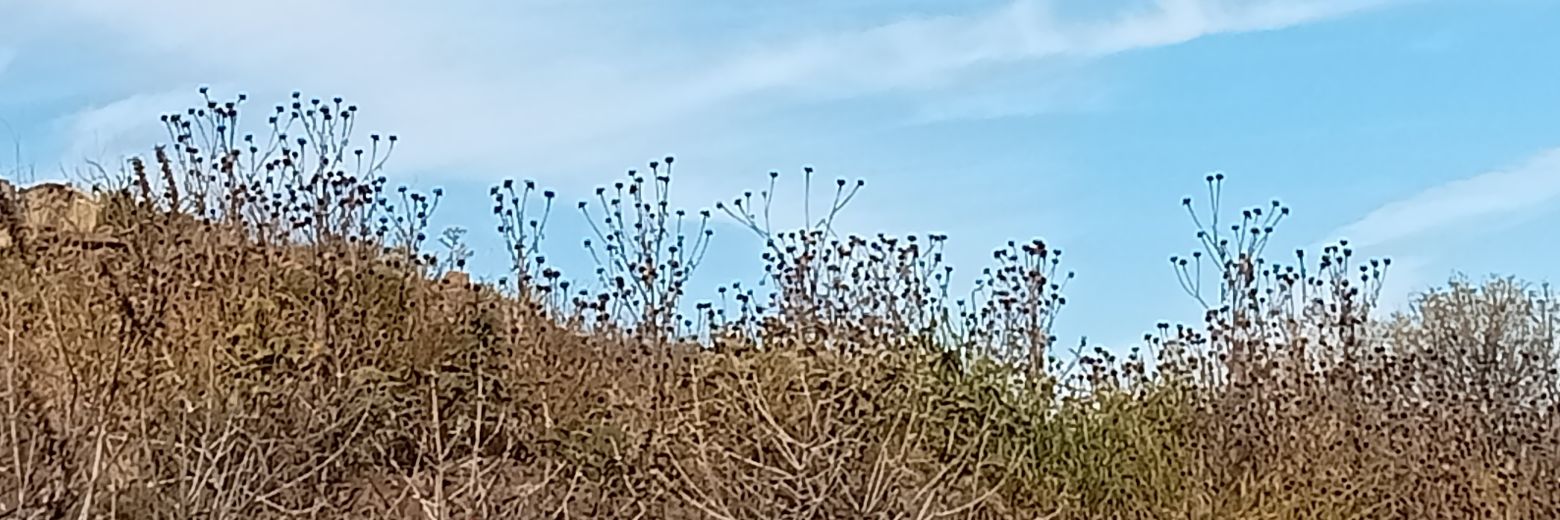 MeraryVens's profile banner image