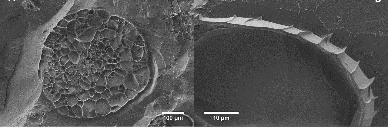 Inma García Briega banner