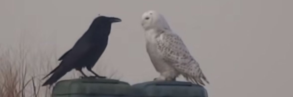 How To Destroy Angels banner