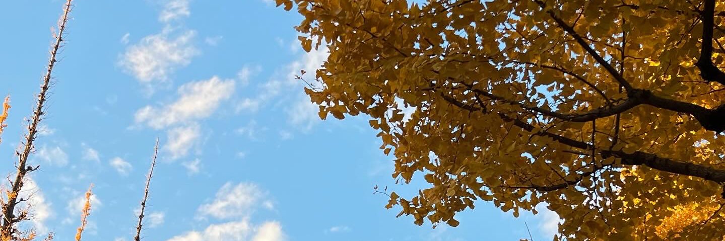 🔸 banner