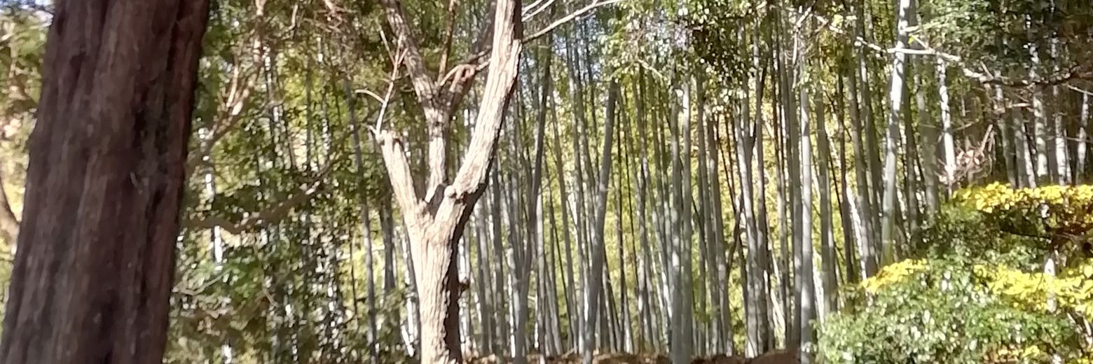 史(あや)@イイネと投稿制限中🥲 banner