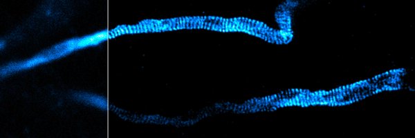 AxonalLab Profile Banner
