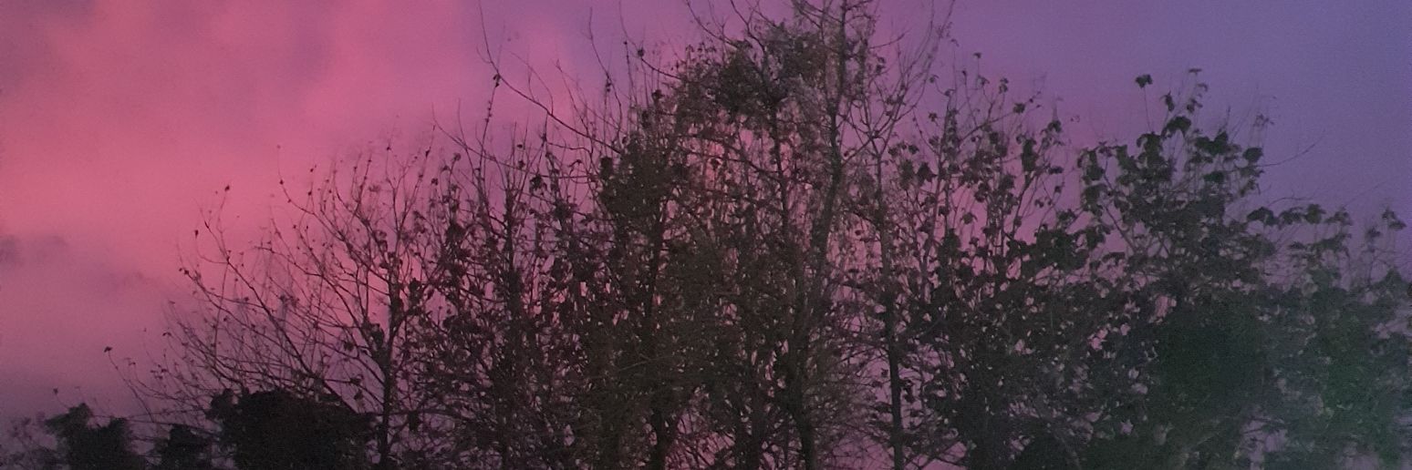 🐼 banner