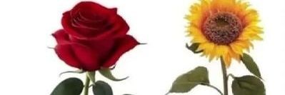 ❤️🌹✨Paki✨🌻❤️ banner