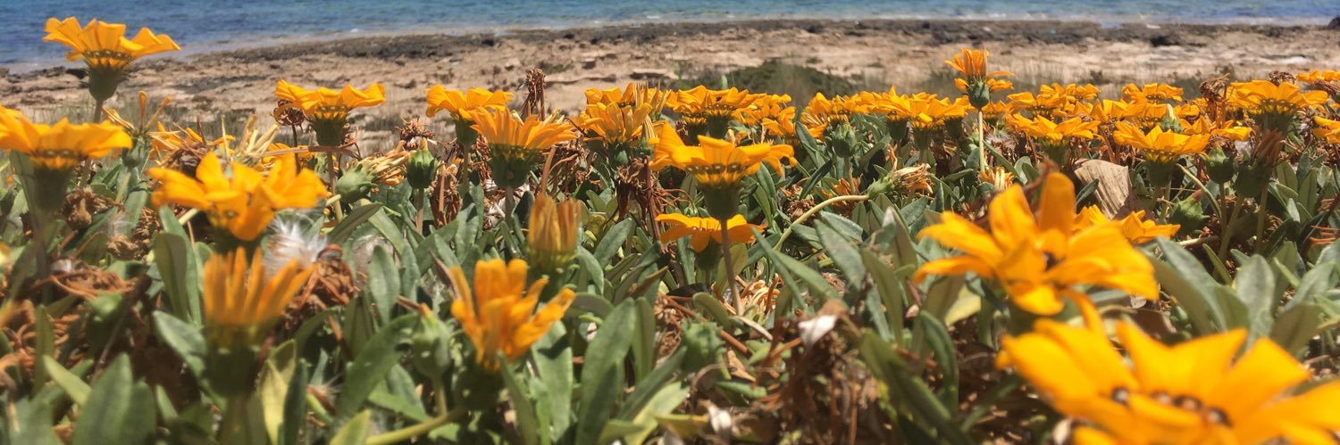 Hannah Williams banner