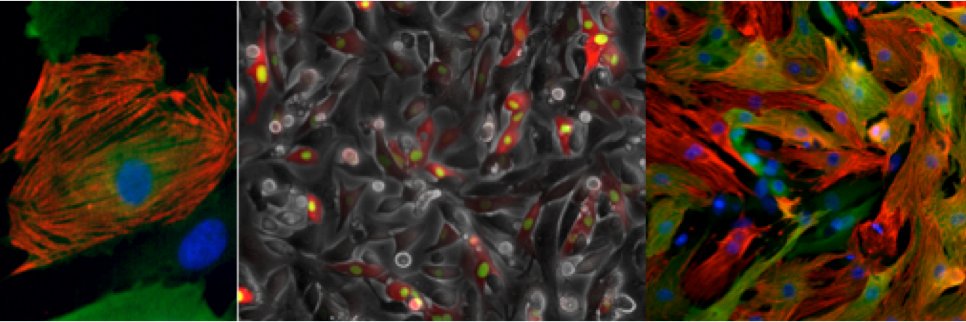 Zangi_modRNA_Lab banner