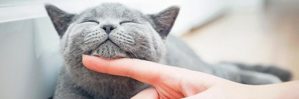 Fuzzy_Taill's profile banner image