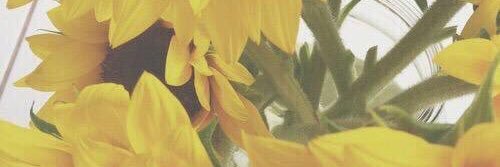 annaplainnn's profile banner image