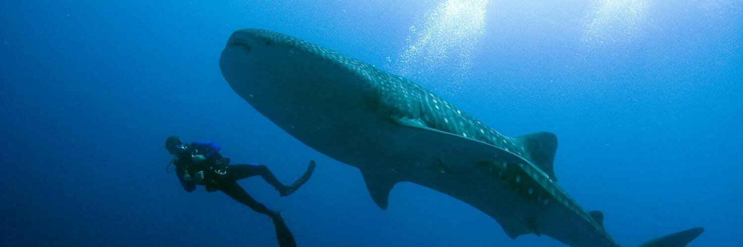 divinglog's profile banner image
