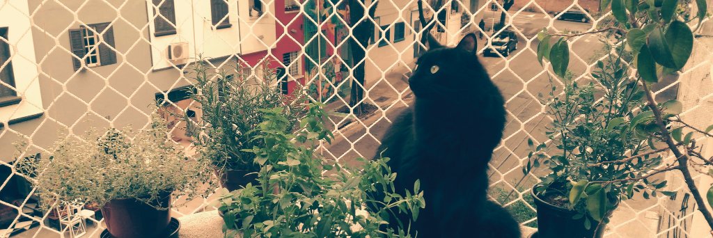 CatCareService's profile banner image