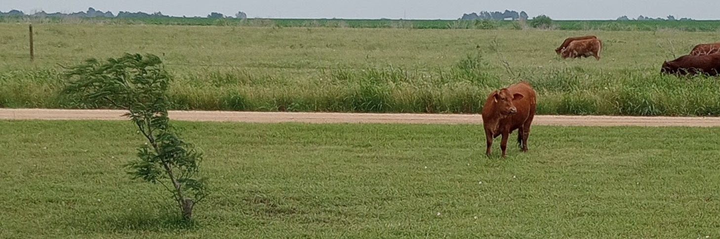 TexasV🇺🇲 banner