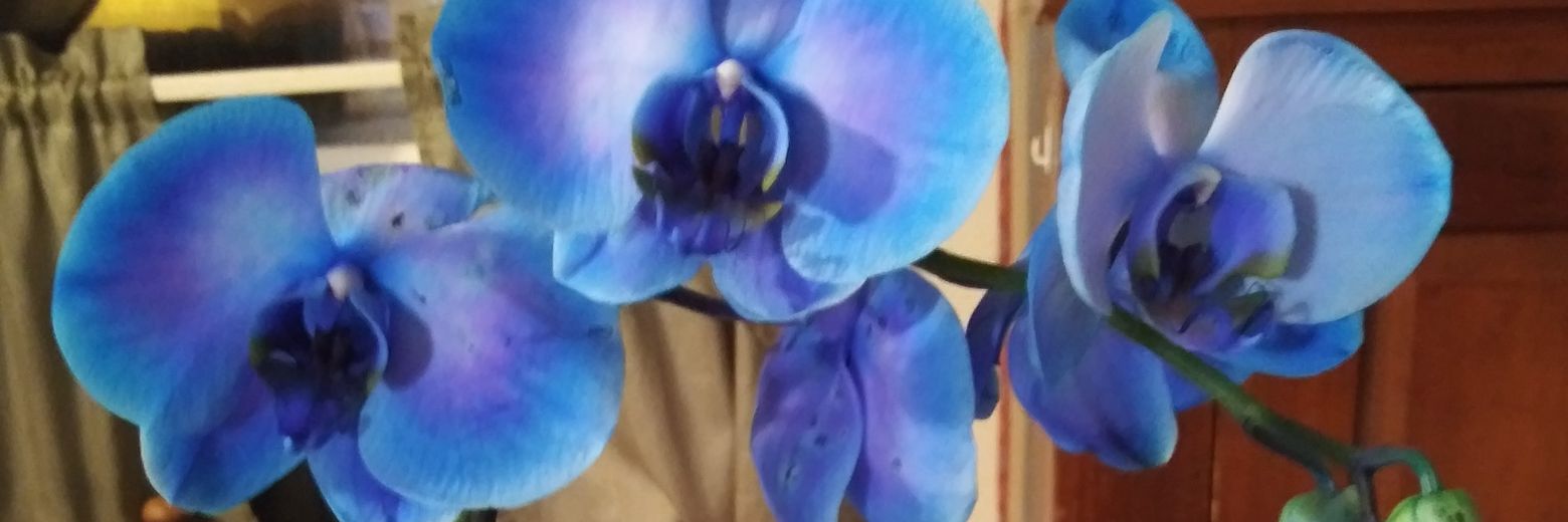 🇺🇸🌈BilliWebb🌈🇺🇸 banner