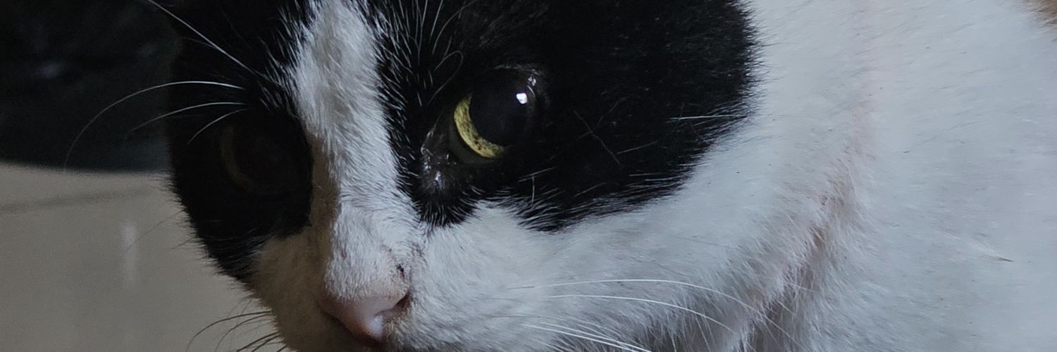 salgatinhax's profile banner image