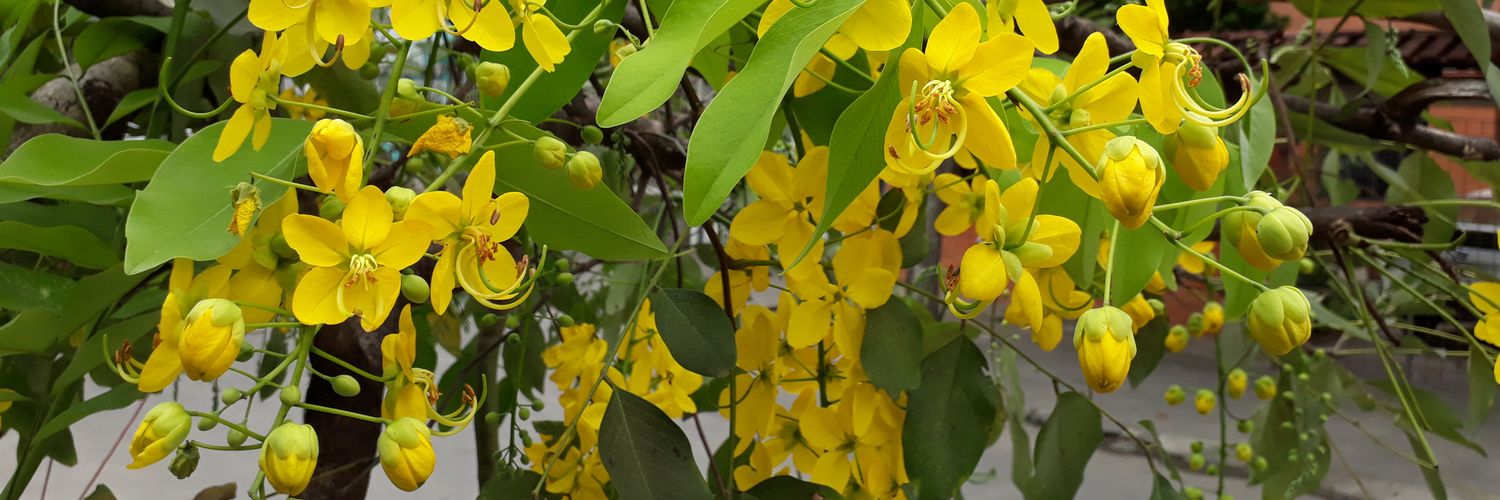 mendonca55's profile banner image