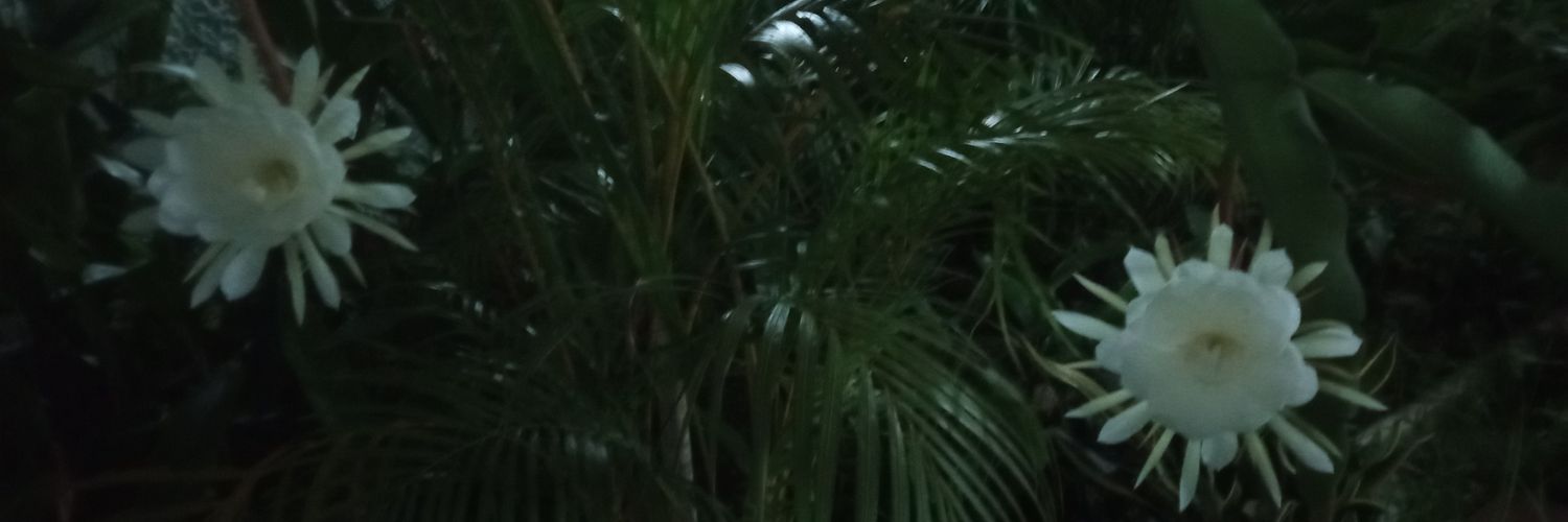 MARARIZ's profile banner image