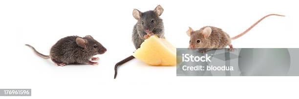 Crumpets 🍉 banner