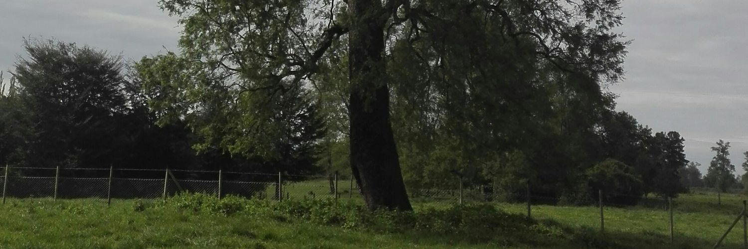 Rubn14654656's profile banner image