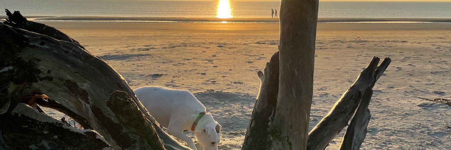 Shannon McCarthy banner