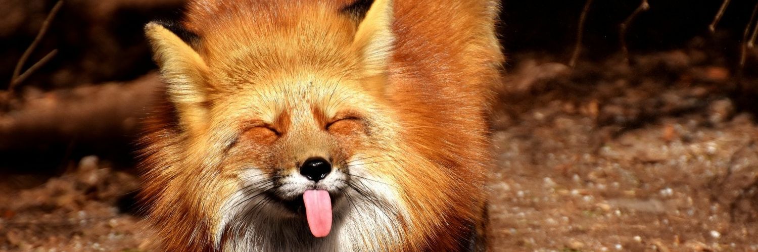 FoxyCapslock🦊 banner