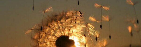 majogrillo Profile Banner