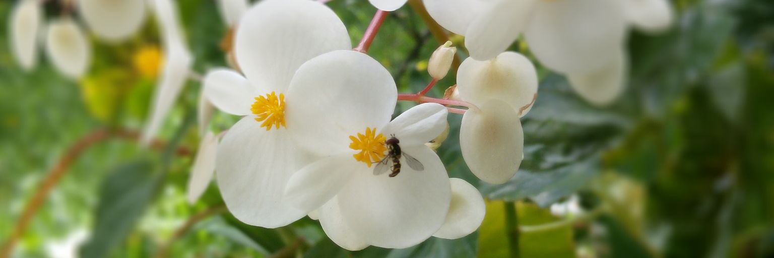 cerjaque's profile banner image