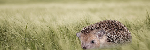 Igel banner