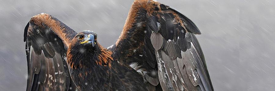 Ferobird69's profile banner image