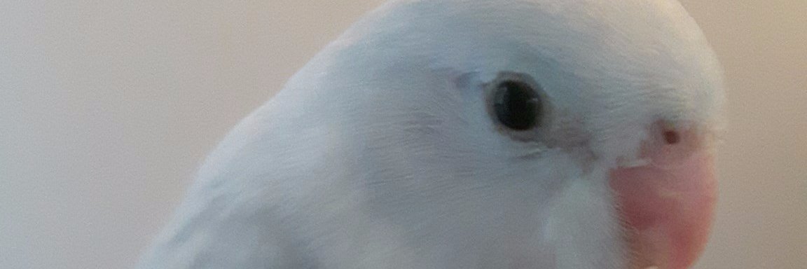 QuakerParrot5's profile banner image