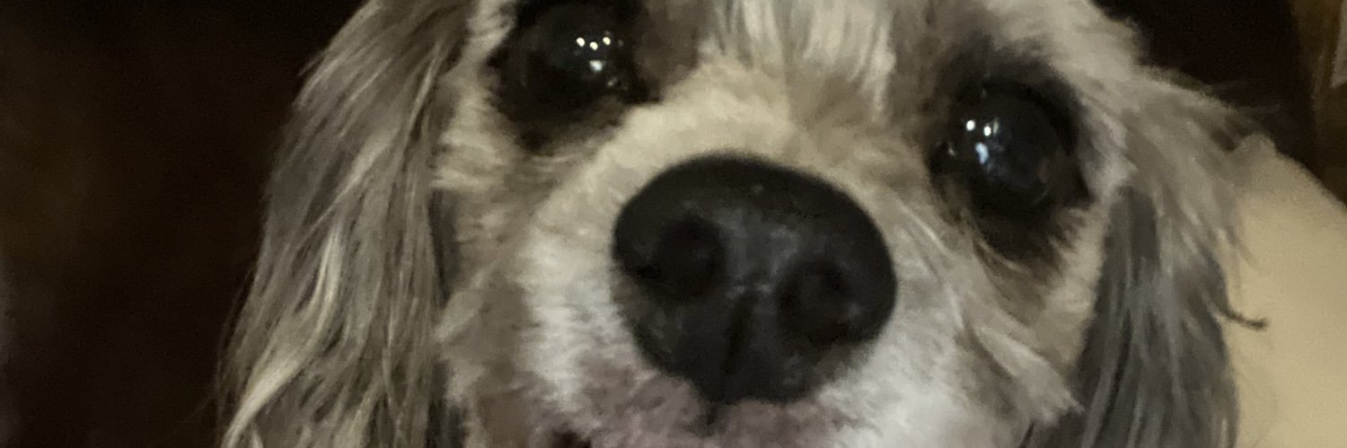 iamomauri's profile banner image