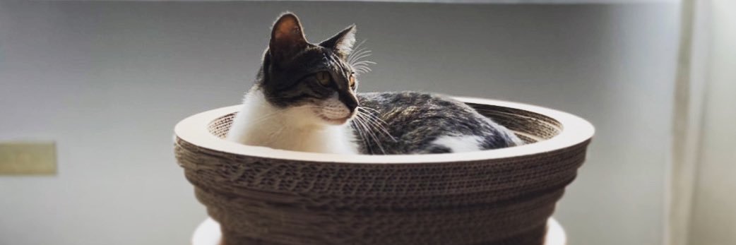 ithomaslin's profile banner image