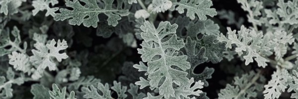 splcasplca Profile Banner