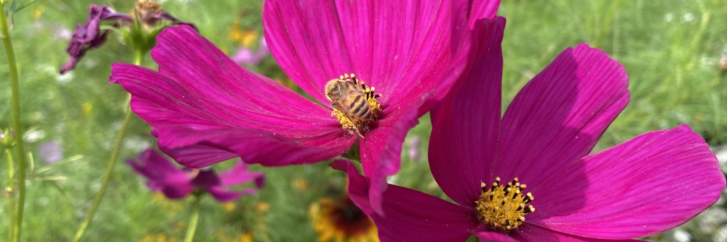 Fiona Maclean banner