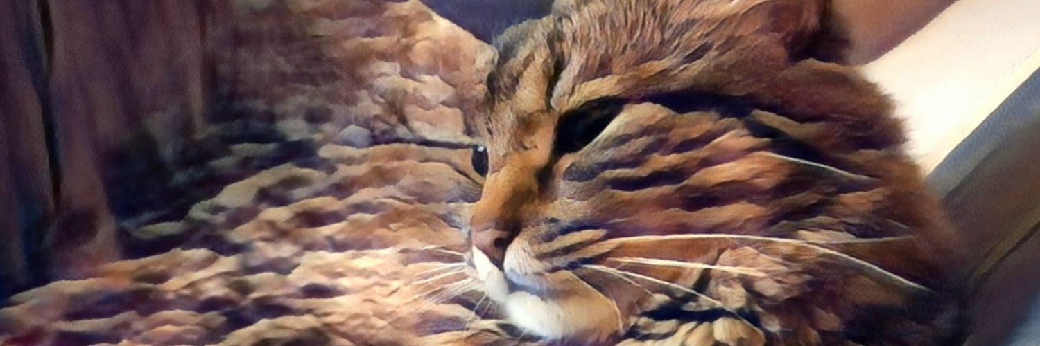 maggiebeaz's profile banner image