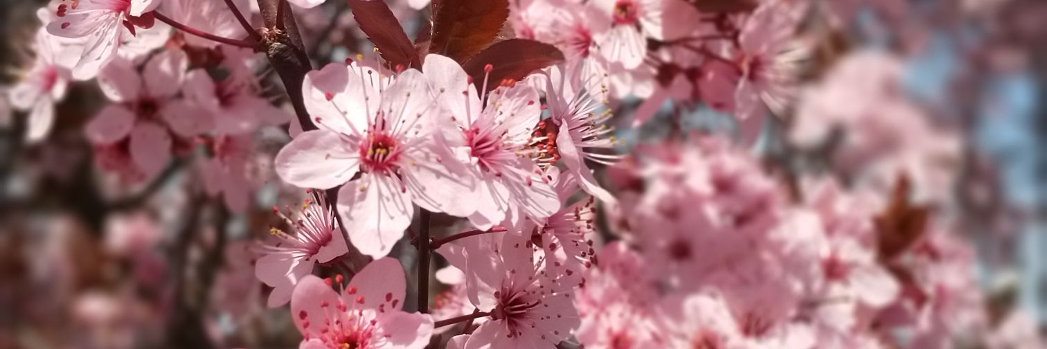 Gemma Viñeta banner