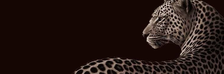 Febernardi's profile banner image