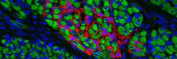 hatleylab Profile Banner