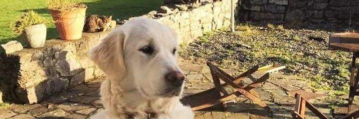 David Tierney banner