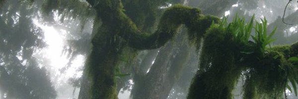 DlSCERN Profile Banner