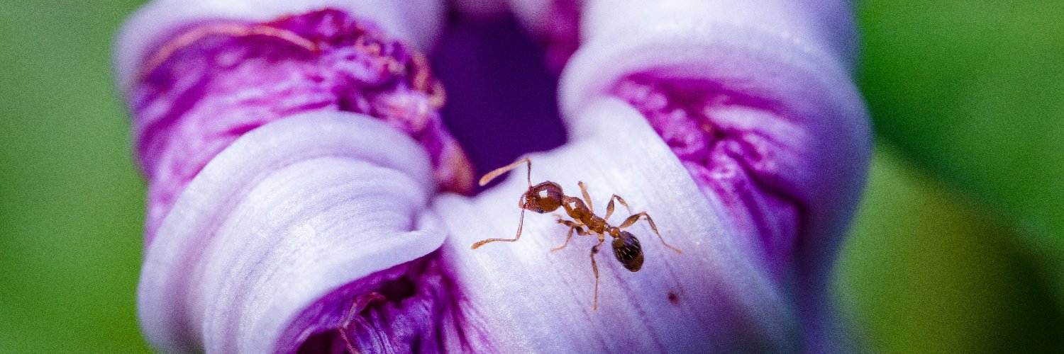 The Ants of the World Project banner