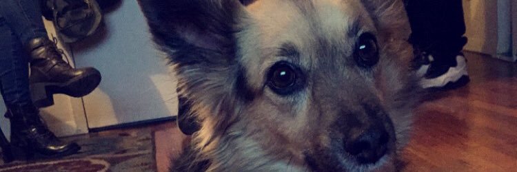 LittleMissMichi's profile banner image
