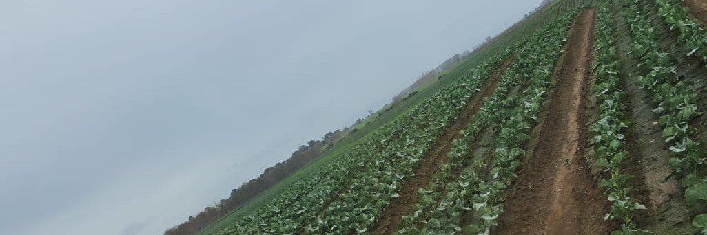 pedeerock's profile banner image