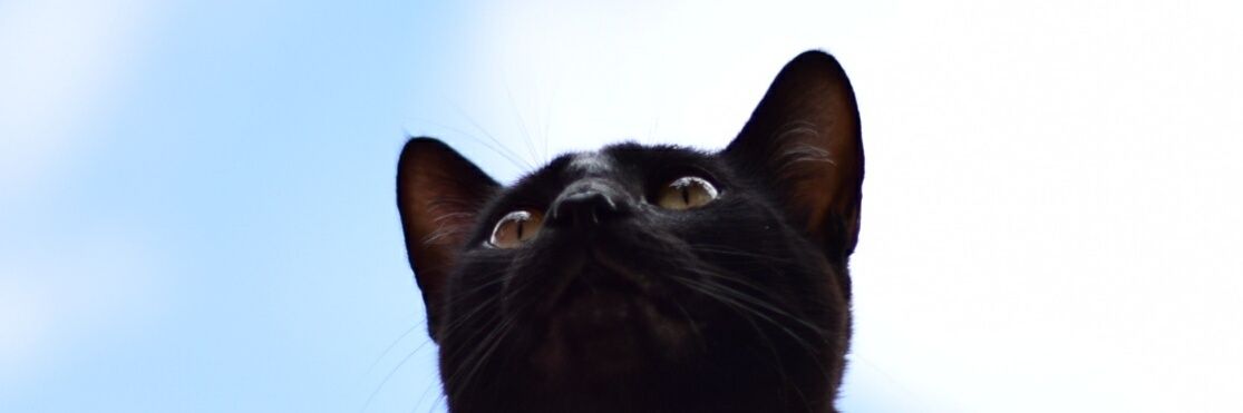 AldereteBrendaa's profile banner image