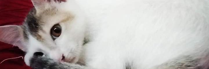 himangkar_b's profile banner image